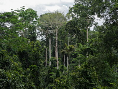 A panoramic photo shows the diversity and height of trees on a cocoa plantation.