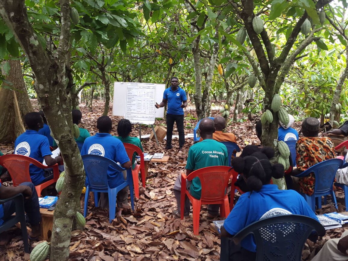 Workers meeting surrounded by cocoa trees.