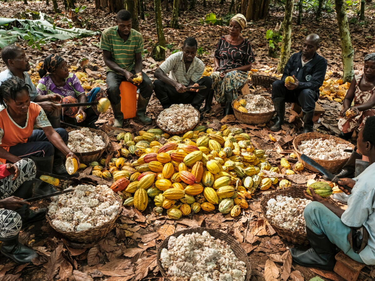 The workers are processing the cocoa fruits.
