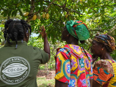 A trainer from the Farming Program explains something to two female farmers about a cocoa plant.
