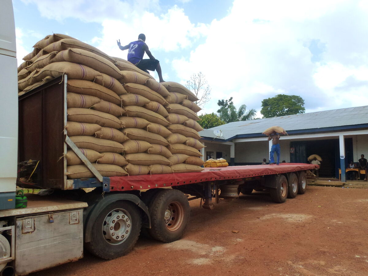Workers are carrying heavy cocoa-filled sacks onto a truck.
