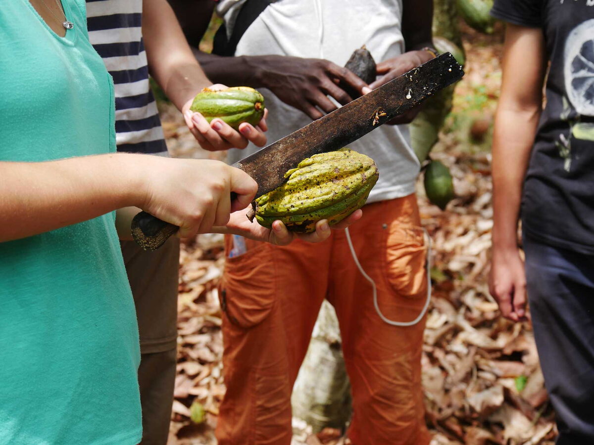 A cocoa fruit is being opened.