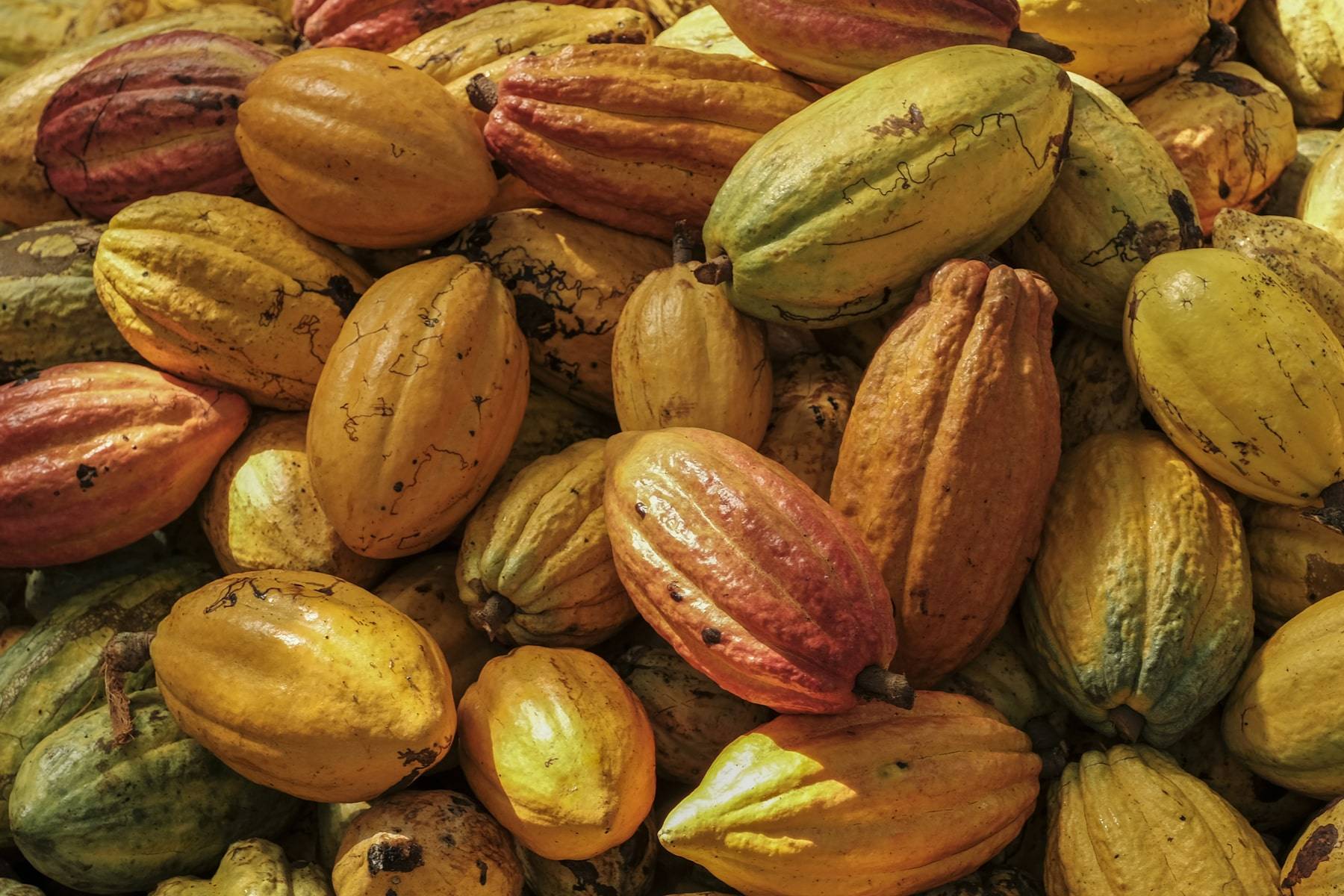Differently colored cocoa fruits lie next to each other.