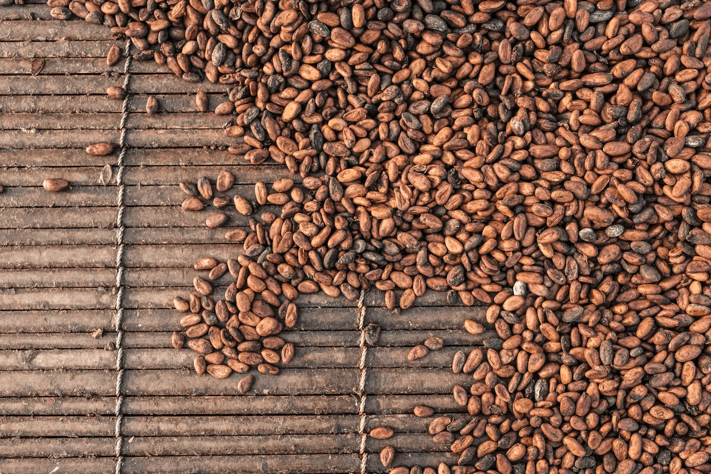 Dried cocoa beans are lying on a homemade drying rack made of wood.